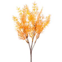 ZELEŇ ASPARÁT ORANŽOVÝ 40CM - FLORASYSTEM