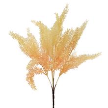 ZELEŇ ASPARÁT ORANŽOVÝ 37CM - FLORASYSTEM