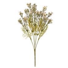 ZELEŇ WAXFLOWER ZELENO-RUŽOVÁ 36CM - Zápich růžový, fialový | FLORASYSTEM