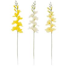 KS GLADIOLA x10 MIX/3F 81CM - FLORASYSTEM