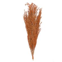 ASPARAGUS SUŠINA HN/ORANŽ. - Celoročné | FLORASYSTEM