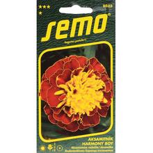 Aksamitník ROZL. HARMONY BOY 30s. - FLORASYSTEM