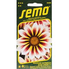 Gazania LESKLÁ DAYBREAK ROSE STRIPE F1 15s - FLORASYSTEM