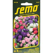 ASTRA ČÍNSKÁ Niz COLOUR CARPET 0,5g - FLORASYSTEM