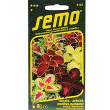 Koleus RAINBOW 0,15g - FLORASYSTEM