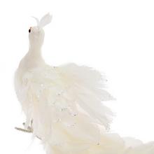 Biely páv s dlhým chvostom z peria.