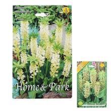 Eucomis - FLORASYSTEM