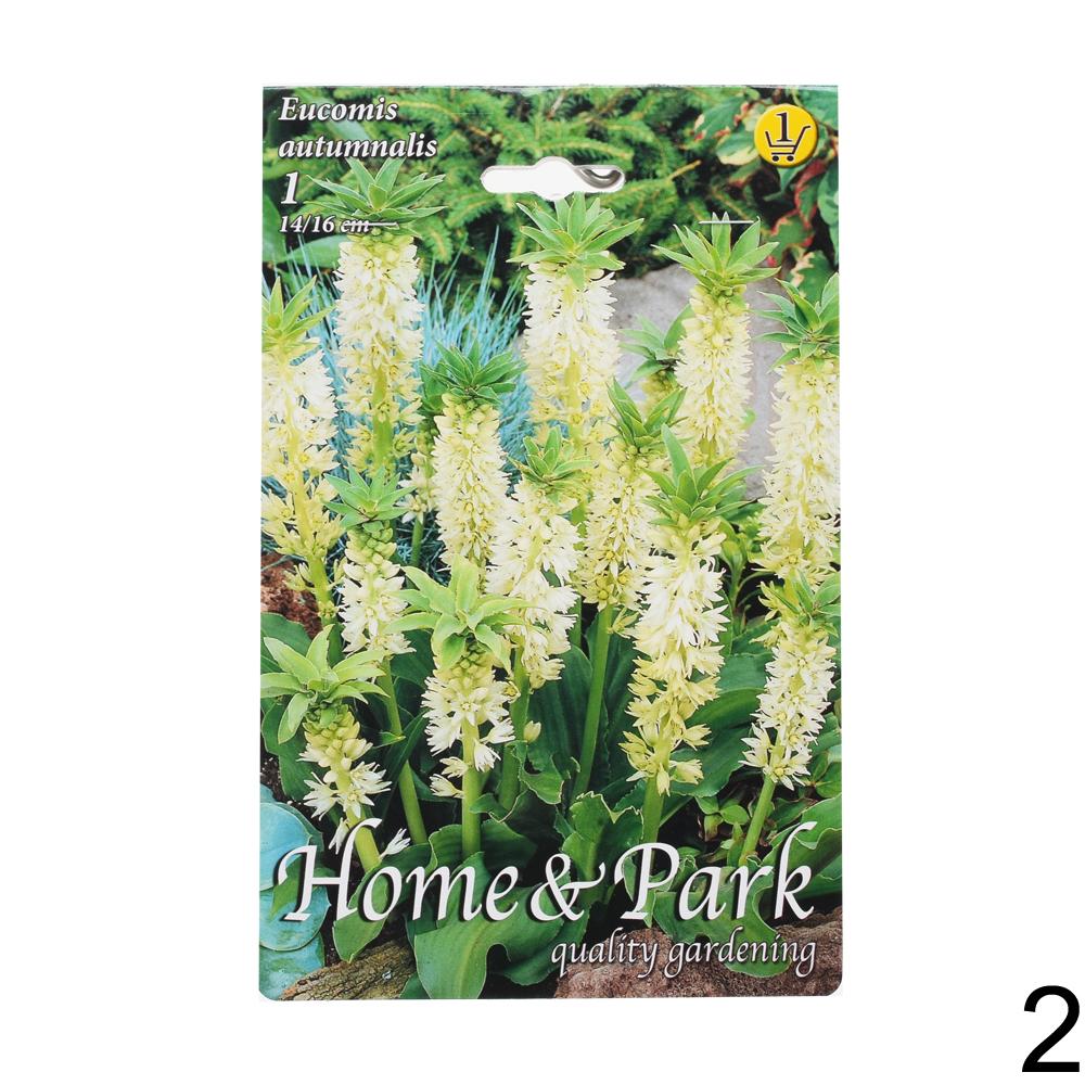 Balení cibuloviny Eucomis autumnalis.