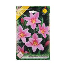 HABRANTHUS robustus - FLORASYSTEM