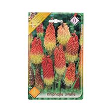 Kniphofia uvaří - Cibuloviny | FLORASYSTEM