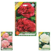 Paeonia MIX - Cibuloviny | FLORASYSTEM