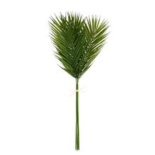 ZELEŇ PHOENIX ZVÄZOK x6 75CM - List | FLORASYSTEM