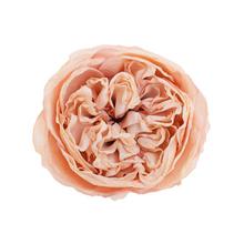 HLAVA RUŽA ANGLICKÁ RUŽOVÁ 12BAL 7CM - FLORASYSTEM