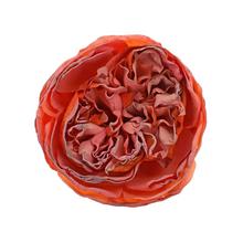 HLAVA RUŽA ANGLICKÁ ORANŽOVÁ 12BAL 7CM - FLORASYSTEM