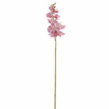 KS ORCHIDEA PHALAENOPSIS STARO-RUŽOVÁ 102CM - Orchidej | FLORASYSTEM