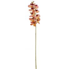 KS ORCHIDEA PHALAENOPSIS ŽLTO-RUŽOVO-BORDOVÁ 102CM - Orchidej | FLORASYSTEM