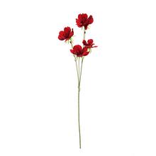 KS COSMOS ČERVENÝ 75CM - Mák, makovice  | FLORASYSTEM