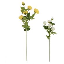 KS PIVONKA 6-PUKOV, ZELEŇ, MIX/2F 63CM - Pivoňka | FLORASYSTEM