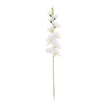 KS GLADIOLA BIELA 75CM - FLORASYSTEM