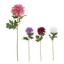 KS DALIA MIX/4F 62CM - Gerbera, jiřina | FLORASYSTEM