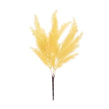 ZELEŇ ASPARÁT KRÉMOVÝ 37CM - Zápich bílý / žlutý | FLORASYSTEM