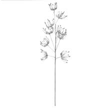 KONÁR DAUCUS STRIEBORNÝ 70CM - Větev zimní | FLORASYSTEM
