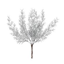 ZÁPICH TUJA STRIEBORNÁ 20CM - FLORASYSTEM