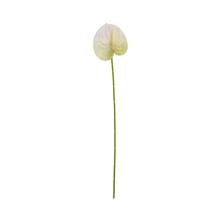 KS ANTURIA BIELO ZELENÁ 60CM - FLORASYSTEM