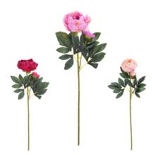 KS PIVONIA S PUKOM MIX/3F 70cm - Pivoňka | FLORASYSTEM