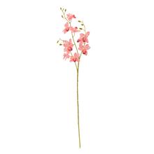KS ORCHIDEA PHALAENOPSIS RUŽOVÁ 80CM - Orchidej | FLORASYSTEM