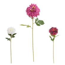 KS DALIA MIX/3F 70CM - Gerbera, jiřina | FLORASYSTEM