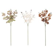 KONÁR EUKALYPT CINEREA 3F 60CM - FLORASYSTEM