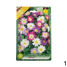 Cibuľoviny Anemone de Caen - Hollandia