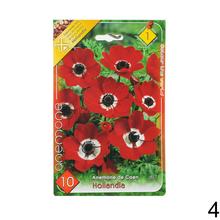 Cibuľoviny Anemone de Caen - Hollandia