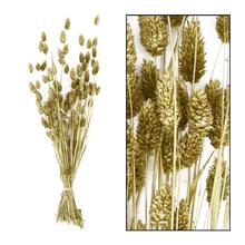 PHALARIS zväzok 76CM - Stabilizované květiny | FLORASYSTEM