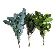 EUCALYPTUS BOX 55GR. ass3 - Stabilizované květiny | FLORASYSTEM