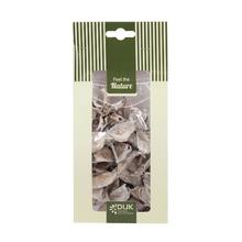 COTTON POD NATURE 10X5X22CM - Suché vianočné | FLORASYSTEM