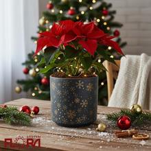 Sivý obal s hviezdami na kvetináče.