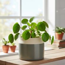 Jednofarebný keramický obal v zelenej farbe.