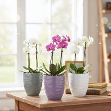 Fialový obal na orchideu s vlnkovým vzorom.