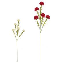 KS CHRYZANTÉMA MIX/2F 82CM - Chryzantéma | FLORASYSTEM