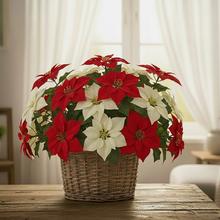 Vánoční - Umělé květiny | FLORASYSTEM