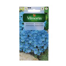 ZVONEK Karpatský MODRÝ - FLORASYSTEM