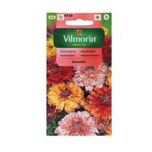 Kopretiny KYLNATA DUNNETTII - FLORASYSTEM