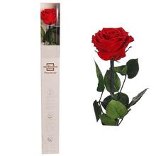 Ruža preparovaná so stonkou 50-55cm, RED/ks - Růže | FLORASYSTEM