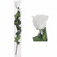 Ruža preparovaná so stonkou WHITE, 50cm/ks - Růže | FLORASYSTEM