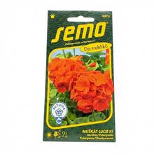 MUŠKÁT KRÚŽK.LUCIE F1 11s - SEMO | FLORASYSTEM