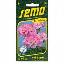 MUŠKÁT KRÚŽK.JARKA F1 11s - SEMO | FLORASYSTEM