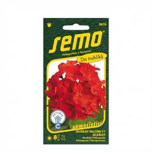 MUŠKÁT KRÚŽK.FALCON F1 SCARLET 9s - SEMO | FLORASYSTEM