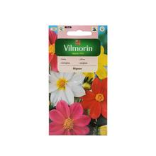 Jiřin PROMĚNLIVÁ MIGNON 1g - Květiny letničky | FLORASYSTEM